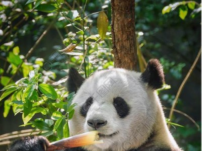 熊猫拿拿推拿（探秘熊猫拿拿推拿的神奇效果及传承之道）