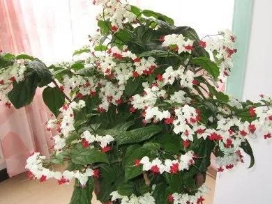 宜花花卉（打造绿意丰盈的家园）
