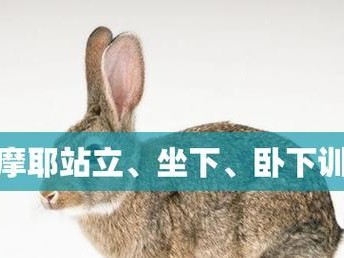 如何训练小萨摩耶听话？（培养优秀的小萨摩耶宠物，关键在于训练）